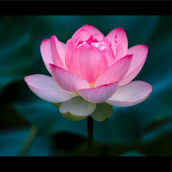 Meet your Posher, Katie - Picture 1 of 1